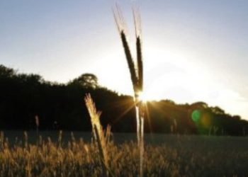 FrohLaWi – solidarische Landwirtschaft für Frohnau und Umgebung